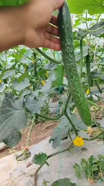 安顺刺黄瓜