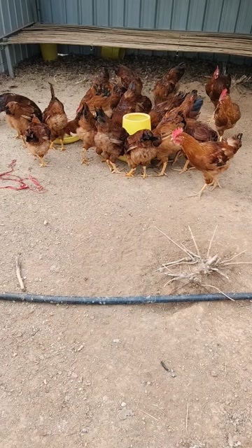 肥城市红玉大公鸡