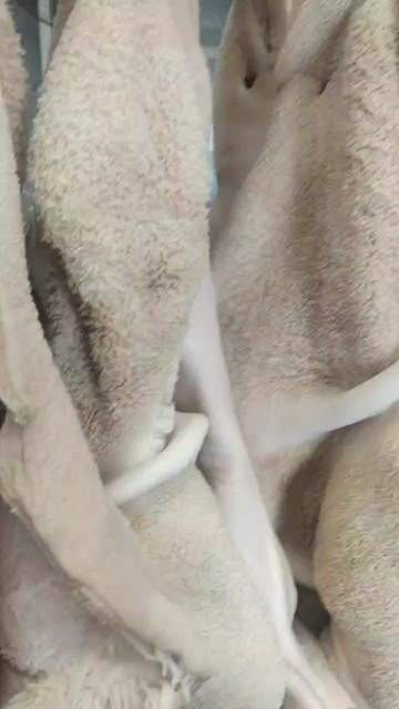 阳信县国产水退毛全熟牛肚