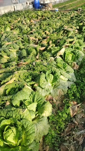 大白菜 自提便宜喽 还有三四千斤