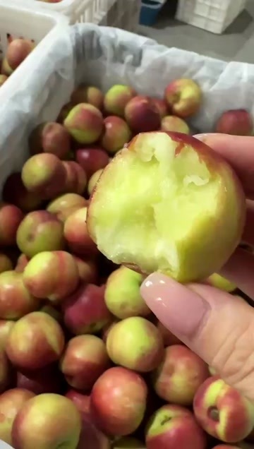 7月9日排单发货QQ桃硬吃如吃枣一样的酥脆软吃甜蜜爆汁