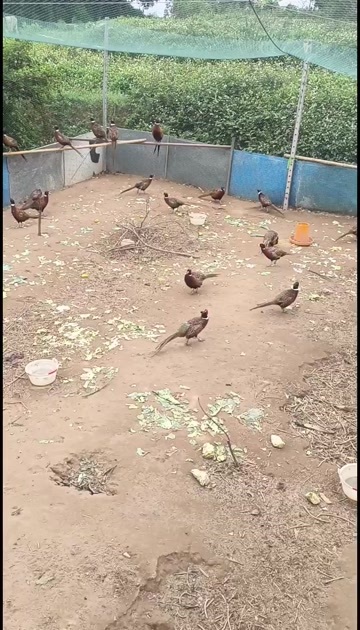 漳州七彩山鸡