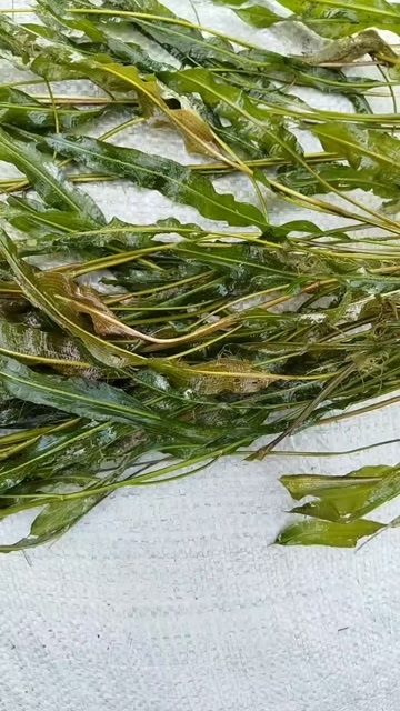 泗洪县马来眼子菜