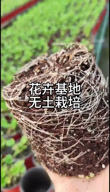 彭州市四川基质生产厂家，针对花卉绿植无土栽培移栽换盆用@鑫立里