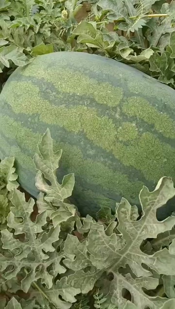 威县头茬龙卷风西瓜下市了
