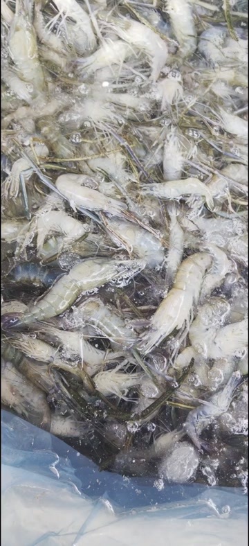 河源冰冻大河虾5-7厘米，大量现货批发