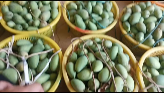 百色台农芒，欢迎老板下单