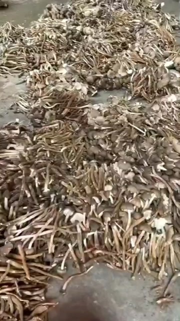 野生鸡枞菌