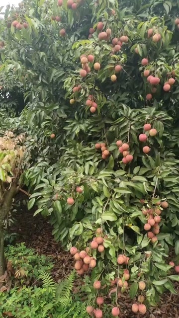 灵山县桂味，黑叶荔枝