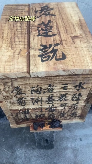 马山县宠物小酸蜂，尾无刺，不会蛰人，它专门采集药用价值高的花蜜。