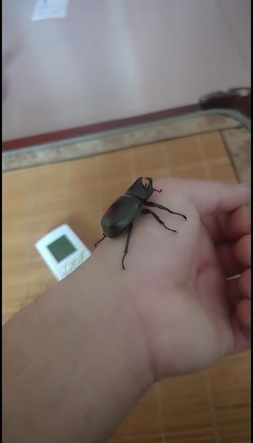 浦北县独角仙