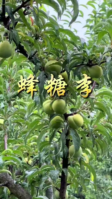 镇宁县蜂糖李