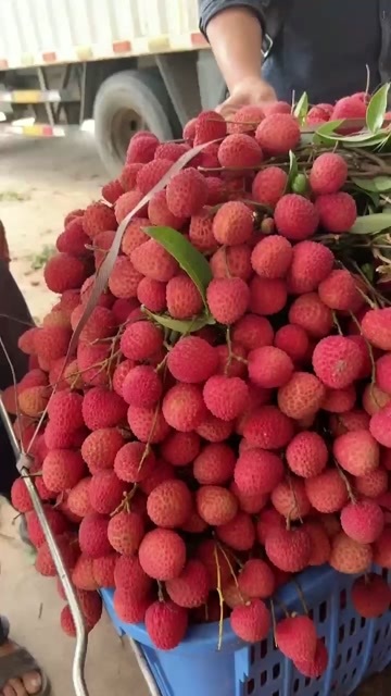 高州市情人荔