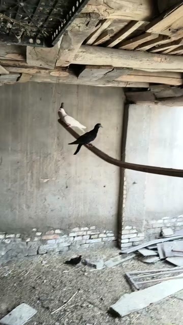 鸽子