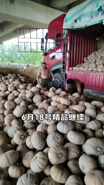 嘉鱼县湖北农家自种蔬菜盘龙204南瓜，6月上市，露天直发批发