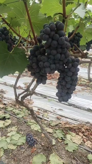 夏黑葡萄开园了。