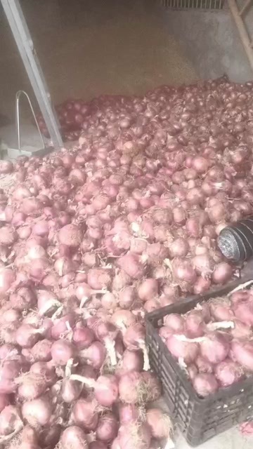 灵璧县红皮洋葱