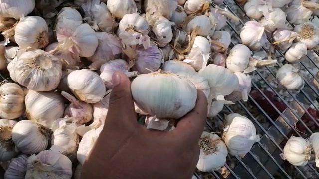 杞县河南开封大蒜