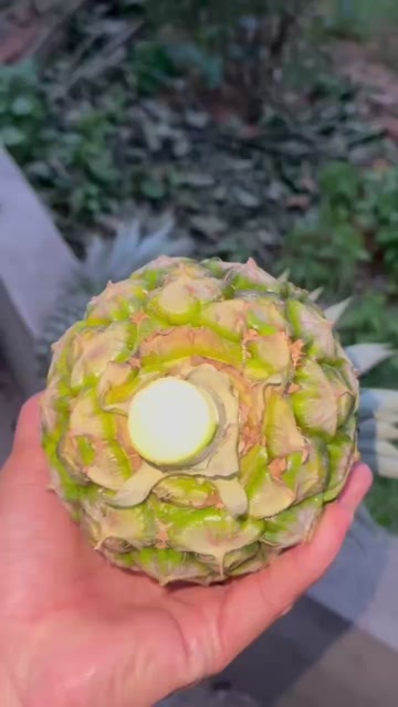 海口海南甜蜜蜜16号凤梨，大量供应，量大从优