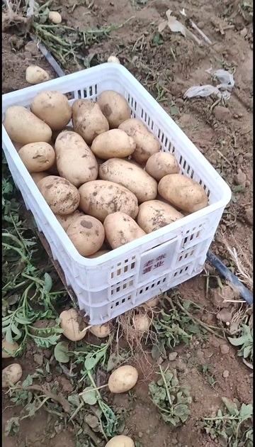 新乐市土豆