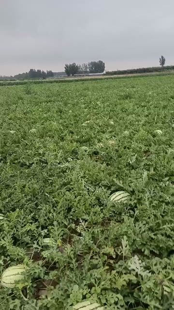利津县山东东营自家种植漏天大西瓜