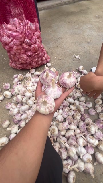 周口大蒜