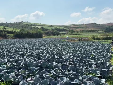 云南高山高海拔精品紫甘蓝