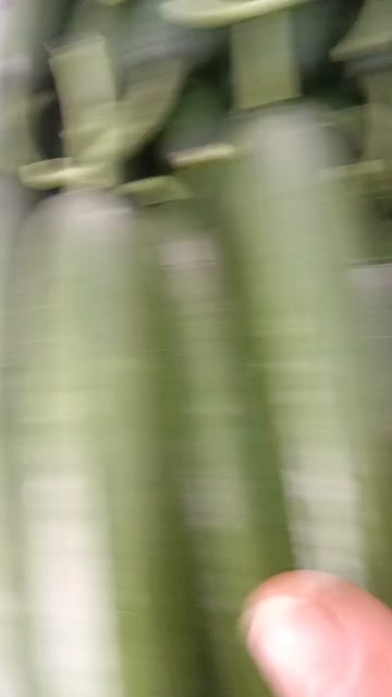 菏泽水果黄瓜