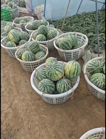 兴平市美都西瓜8到16斤
