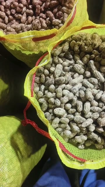 【精品白沙花生】源头货源，对接市场批发，电商，工厂加工供应