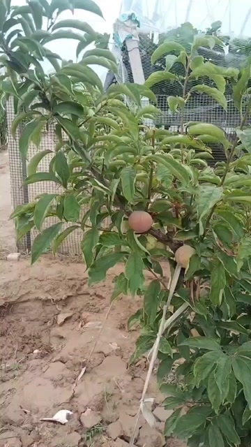 大荔县金西梅