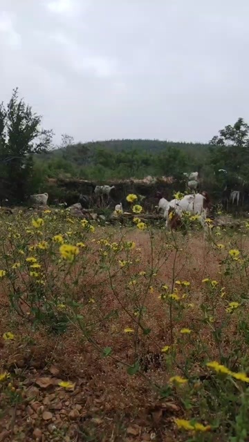 淮北跑山羊 波杂