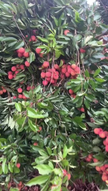 廉江市桂味荔枝