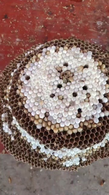 禄丰市云南楚雄新鲜蜂蛹 特色食材 禄丰直发 高蛋白营养佳品