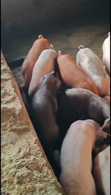 出售育肥仔猪