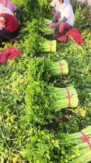 博兴县芹菜大量上市了，需要的老板联系我