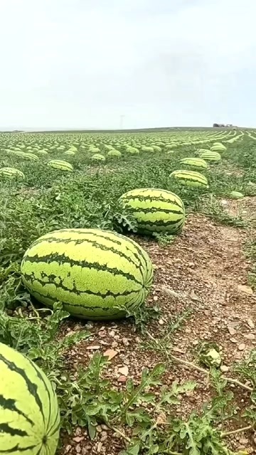 中卫硒砂瓜  宁夏石头瓜