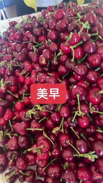 每颗美早大樱桃，都像一个小炸弹，放进嘴里咬一口 汁水就爆开.