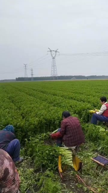 博兴县大量芹菜开卖。需要的联系我