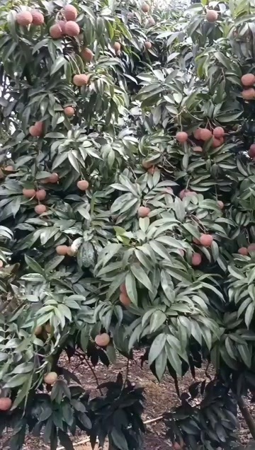 廉江市鸡嘴荔枝