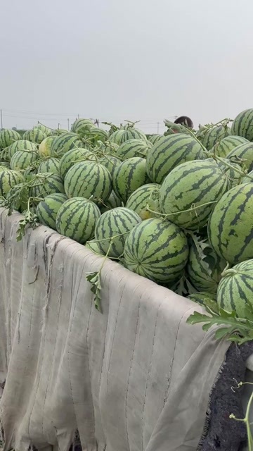 高阳县露地麒麟西瓜 8424  美都