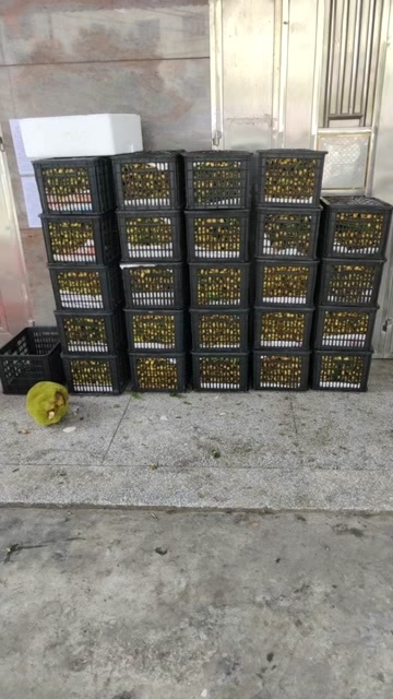 高州市黄皮果