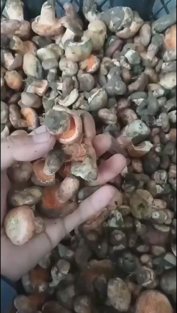 松树菌