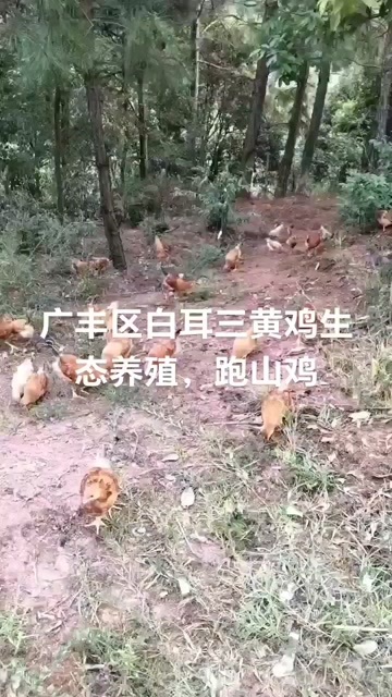 上饶广丰白耳三黄鸡