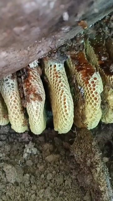 南丰县野生蜂蜜，欢迎来购。