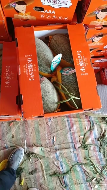 滑县河南安阳滑县果蔬基地，二茬小蜜上市