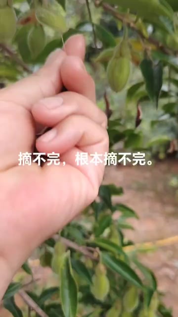 新鲜现摘沉香种子