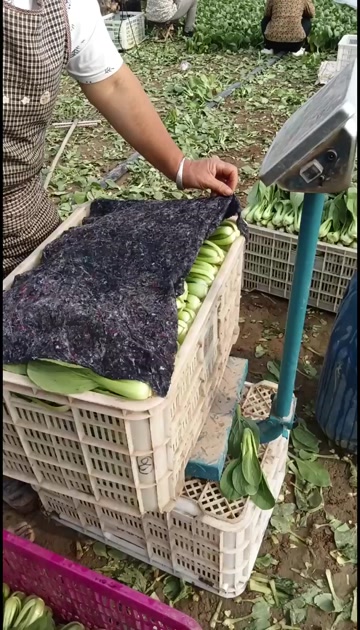 精品油菜