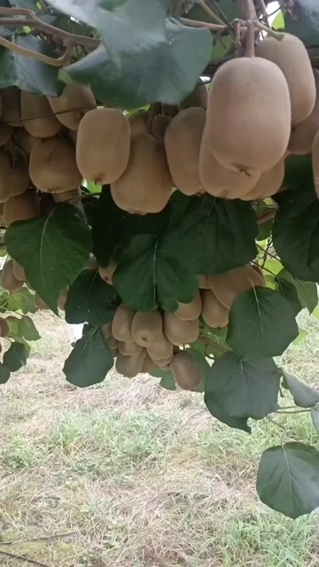 湖南湘西，金艳黄心猕猴桃