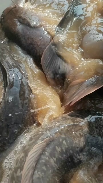 百色水产埃及